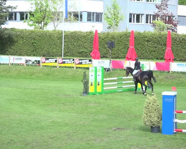 Reitturnier Uster 2019