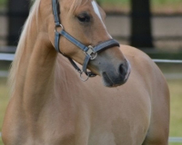 horse Der kleine Valentin (German Riding Pony, 2015, from Dimension AT NRW)