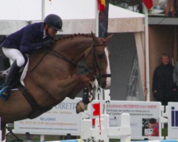 jumper Robin D'Epic (Selle Français, 2005, from Quaprice Z)