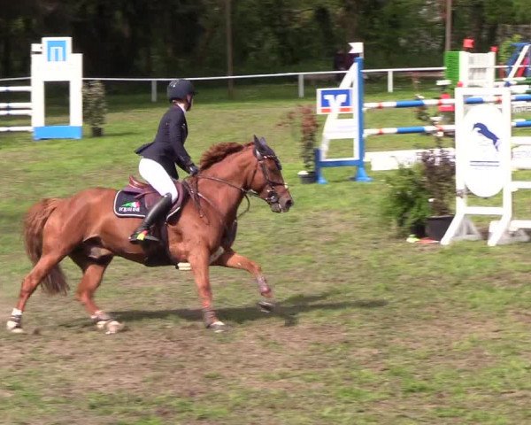Reitturnier Meldorf 2019