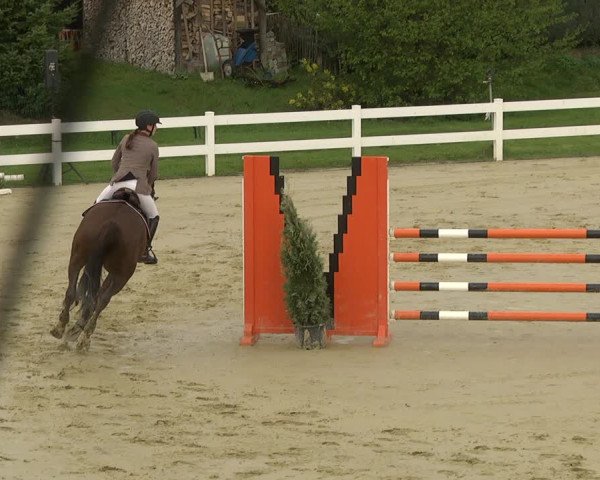 Reitturnier Leutkirch-Diepoldshofen 2019