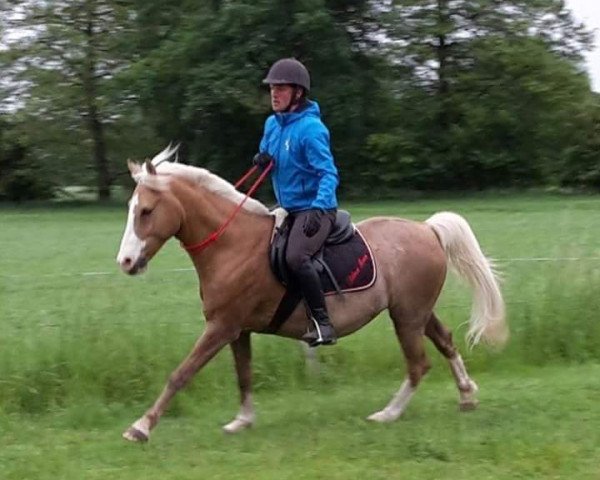 jumper Silver Moon 10 (German Riding Pony, 2000, from Pegamo)