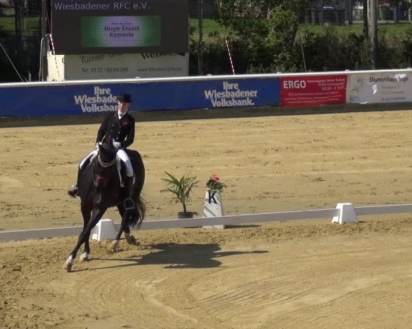 Reitturnier Wiesbaden-Erbenheim 2019