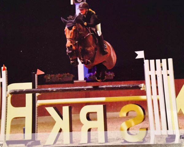broodmare Demoiselle de La Pomme (Belgian Warmblood, 2009, from Erco van het Roosakker)