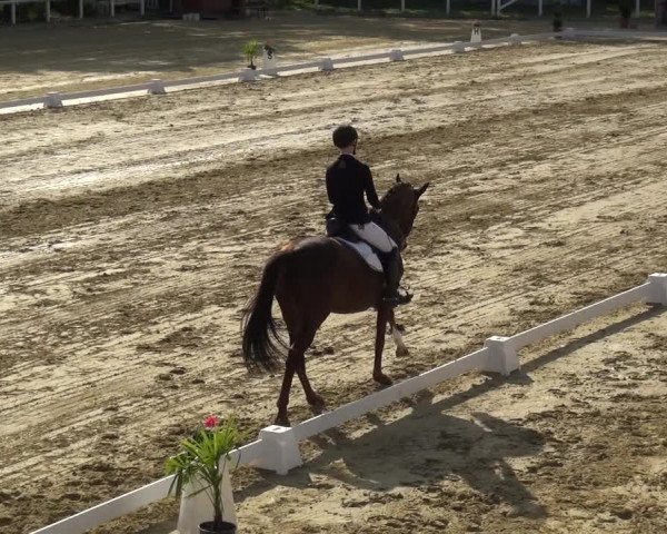 Reitturnier Wiesbaden-Erbenheim 2019