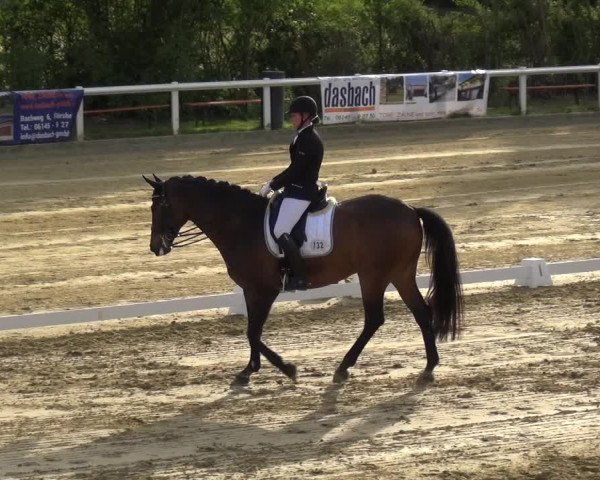 Reitturnier Wiesbaden-Erbenheim 2019