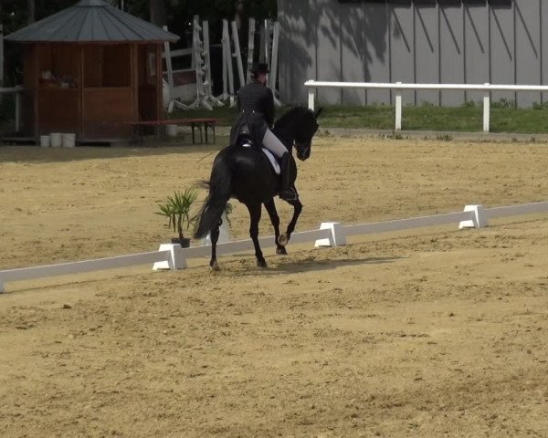 Reitturnier Wiesbaden-Erbenheim 2019