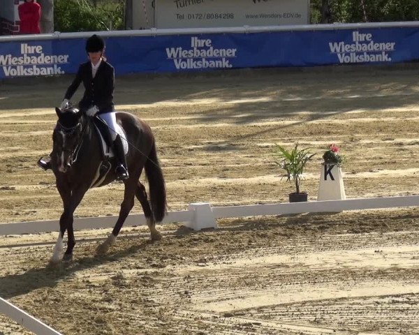 Reitturnier Wiesbaden-Erbenheim 2019