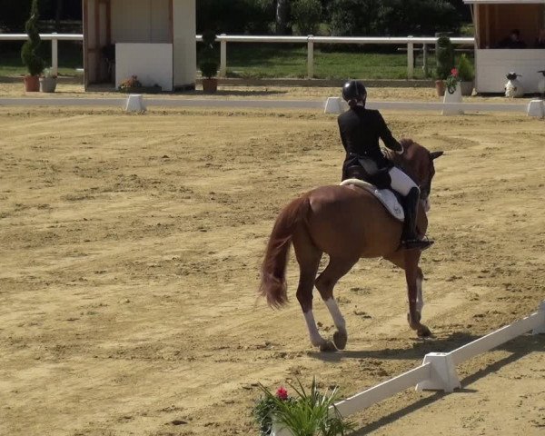 Reitturnier Wiesbaden-Erbenheim 2019