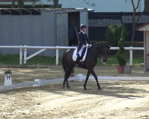Reitturnier Wiesbaden-Erbenheim 2019