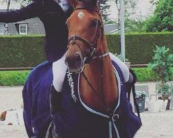 Springpferd Fuji (KWPN (Niederländisches Warmblut), 2010, von Verdi)