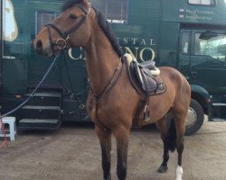 jumper Gothenburg (KWPN (Royal Dutch Sporthorse), 2011, from Quidam de Revel)