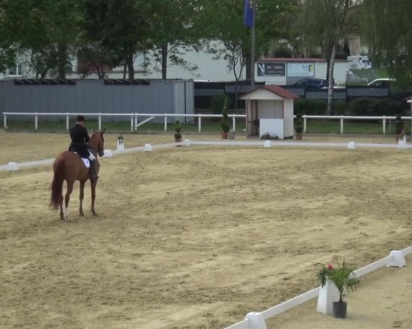 Reitturnier Wiesbaden-Erbenheim 2019