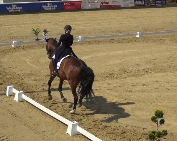Reitturnier Wiesbaden-Erbenheim 2019