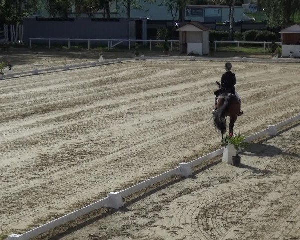 Reitturnier Wiesbaden-Erbenheim 2019