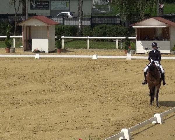 Reitturnier Wiesbaden-Erbenheim 2019