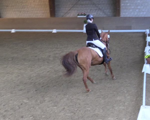 Reitturnier Kamen 2019