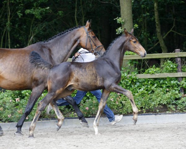 horse Las Vegas DS Z (Zangersheide riding horse, 2014, from Levisto Z)