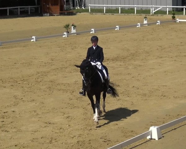 Reitturnier Wiesbaden-Erbenheim 2019