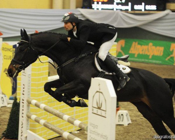 jumper Jlo (Hungarian Warmblood, 2007, from Justboy)