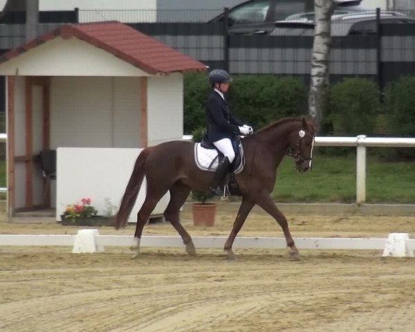 Reitturnier Wiesbaden-Erbenheim 2019