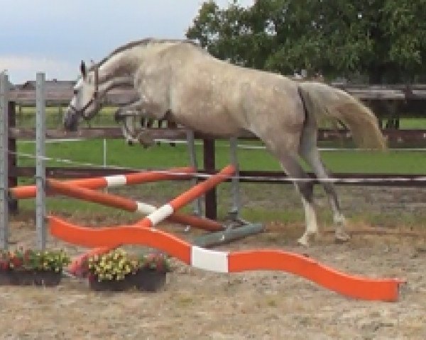 broodmare Butterfly PS Z (Zangersheide riding horse, 2010, from Berlin)