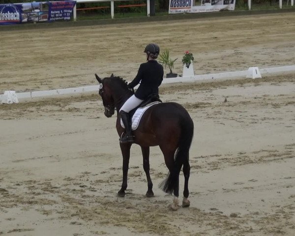 Reitturnier Wiesbaden-Erbenheim 2019