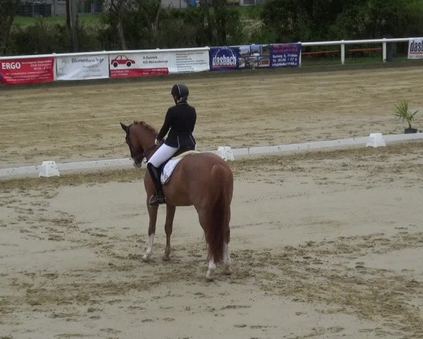 Reitturnier Wiesbaden-Erbenheim 2019