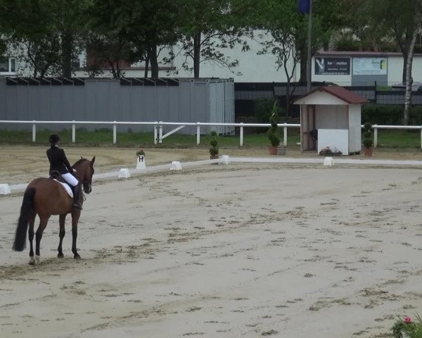 Reitturnier Wiesbaden-Erbenheim 2019