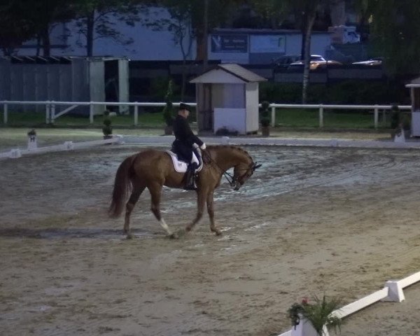 Reitturnier Wiesbaden-Erbenheim 2019