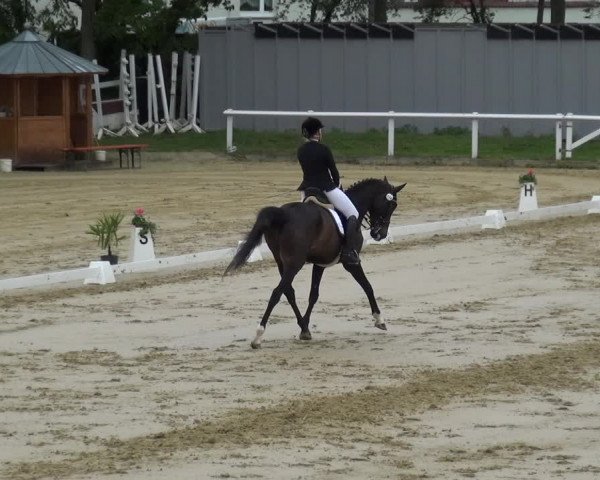 Reitturnier Wiesbaden-Erbenheim 2019