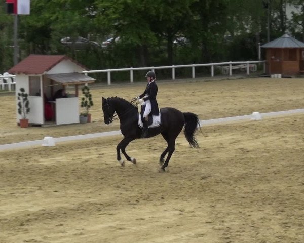 Reitturnier Wiesbaden-Erbenheim 2019