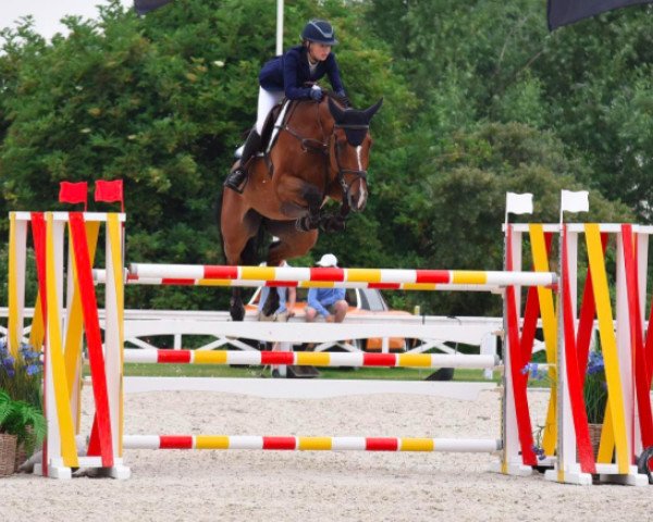 jumper Copain de Muze (Belgium Sporthorse, 2008, from Bamako de Muze)