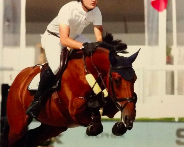 Springpferd Kizmira (Belgisches Warmblut, 2010, von Echo van het Spieveld)