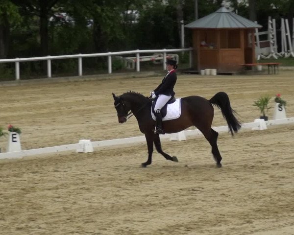 Reitturnier Wiesbaden-Erbenheim 2019