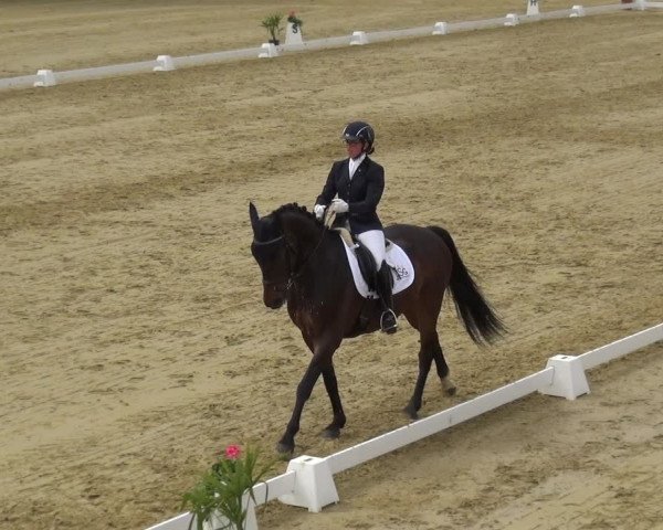 Reitturnier Wiesbaden-Erbenheim 2019