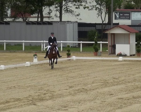 Reitturnier Wiesbaden-Erbenheim 2019