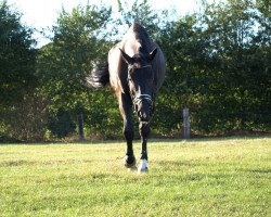 dressage horse Junglebook's Mogli (Oldenburg, 2010, from Licotus)