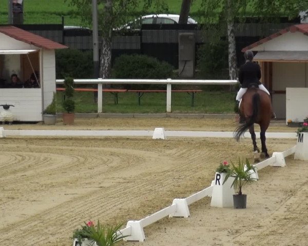Reitturnier Wiesbaden-Erbenheim 2019