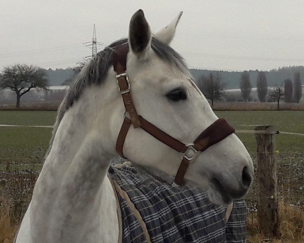 Springpferd Kia Ora (Westfale, 2010, von Quincento)