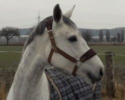 jumper Kia Ora (Westphalian, 2010, from Quincento)