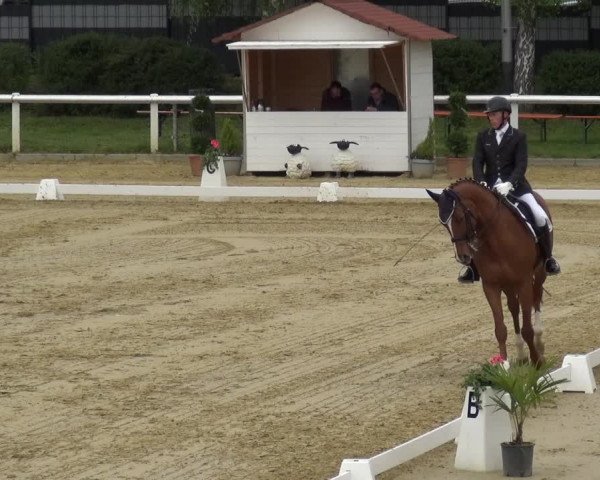 Reitturnier Wiesbaden-Erbenheim 2019