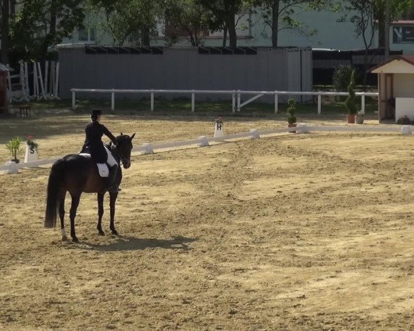 Reitturnier Wiesbaden-Erbenheim 2019