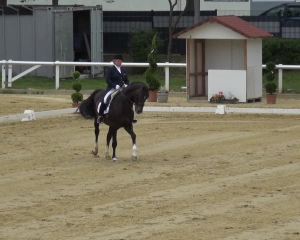 Reitturnier Wiesbaden-Erbenheim 2019