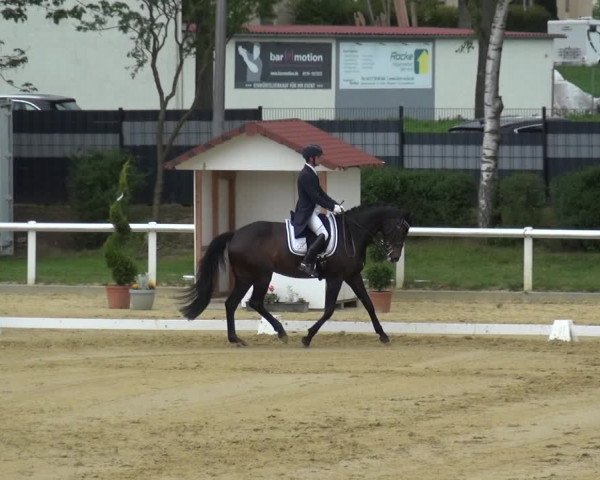 Reitturnier Wiesbaden-Erbenheim 2019