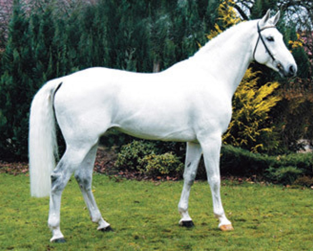 Plemeník Cellestial (Oldenburský kůň, 1994, od Cantus) - Hengststation Schmidt-Cellestial