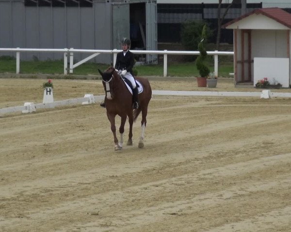 Reitturnier Wiesbaden-Erbenheim 2019