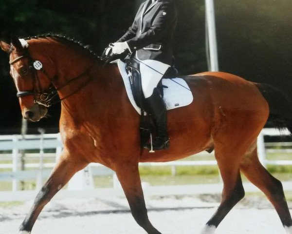 Dressurpferd Picasso 739 (Mecklenburger, 2001, von Pinatubo) Dressurpferd Picasso 739 (Mecklenburger, 2001, von Pinatubo)