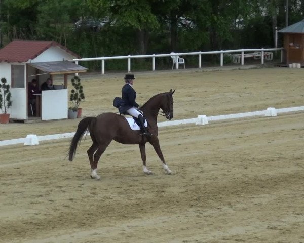 Reitturnier Wiesbaden-Erbenheim 2019
