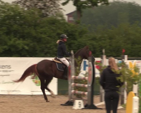 Reitturnier Langwedel - Hagen - Grinden 2019